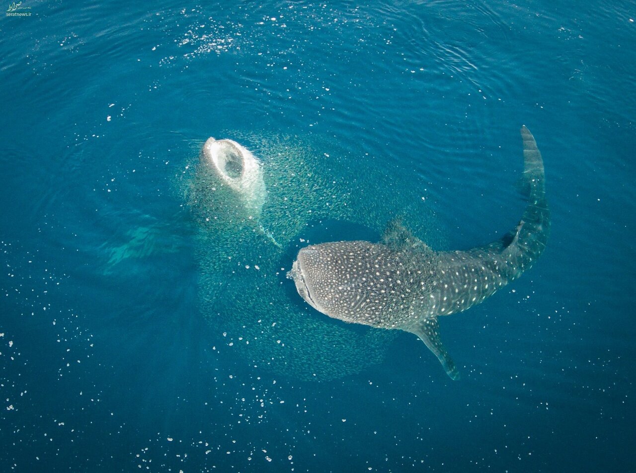 بی آزارترین غول خلیج فارس را بشناسید | این غول دریایی یکی از عظیم‌الجثه‌ترین حیوانات روی زمین است