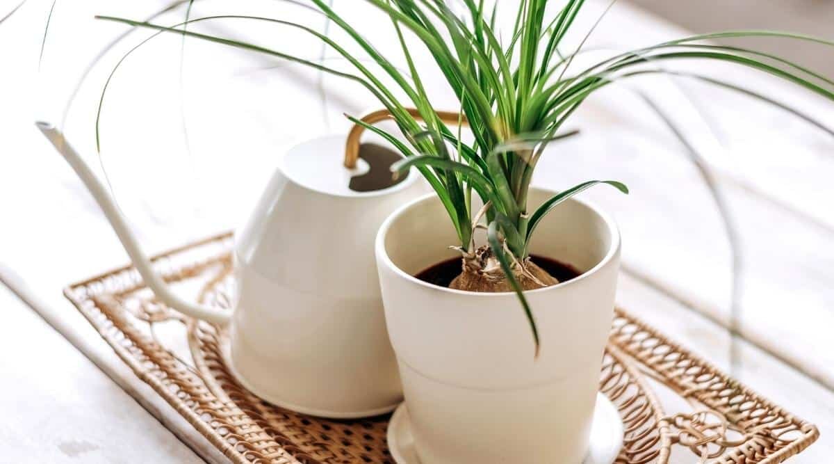 فوت و فن نگهداری از لیندا در آپارتمان ؛ چرا لیندا رشد نمی کند ؟ | علت زرد شدن نوک برگ گل لیندا