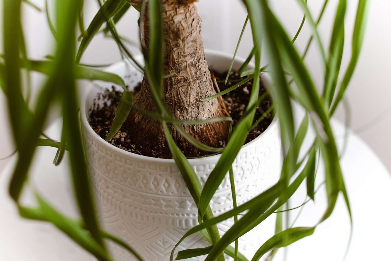 فوت و فن نگهداری از لیندا در آپارتمان ؛ چرا لیندا رشد نمی کند ؟ | علت زرد شدن نوک برگ گل لیندا