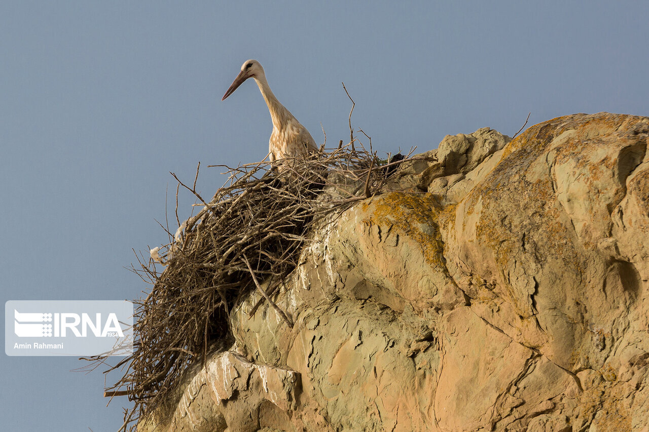 در مریوان، فسنجان لک لک پخته نمیشود