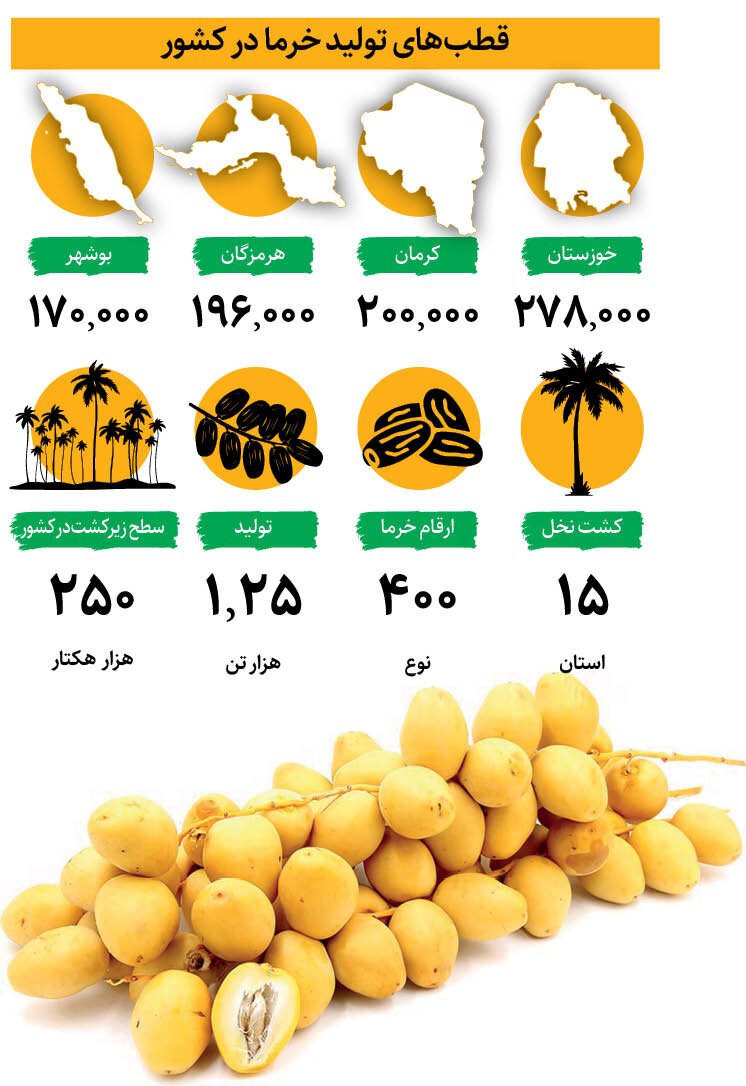 نوبرانه تابستانی نخل به بازار رسید + اینفوگرافیک