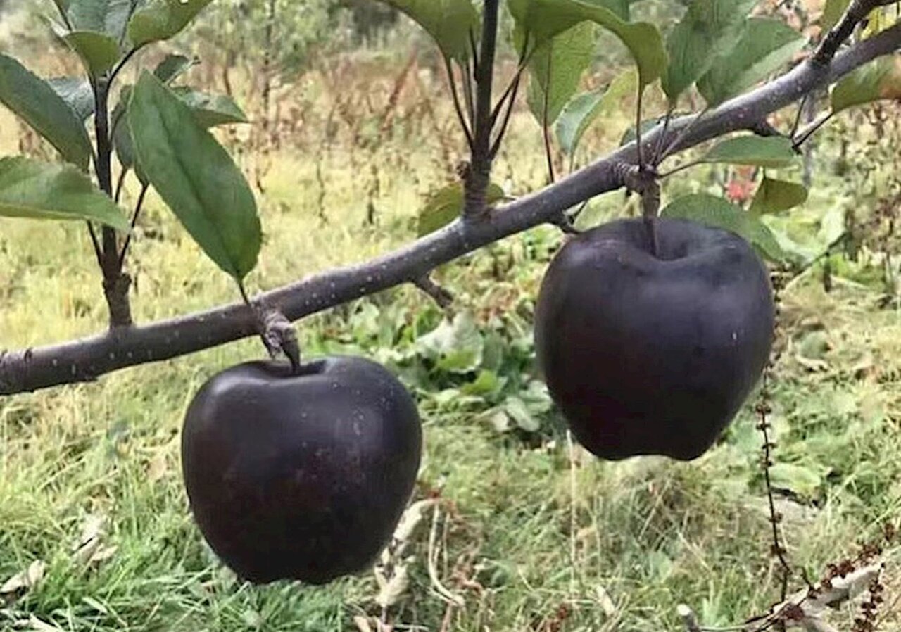 عجیب ترین و کمیاب ترین میوه های دنیا