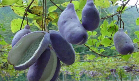 عجیب ترین و کمیاب ترین میوه های دنیا