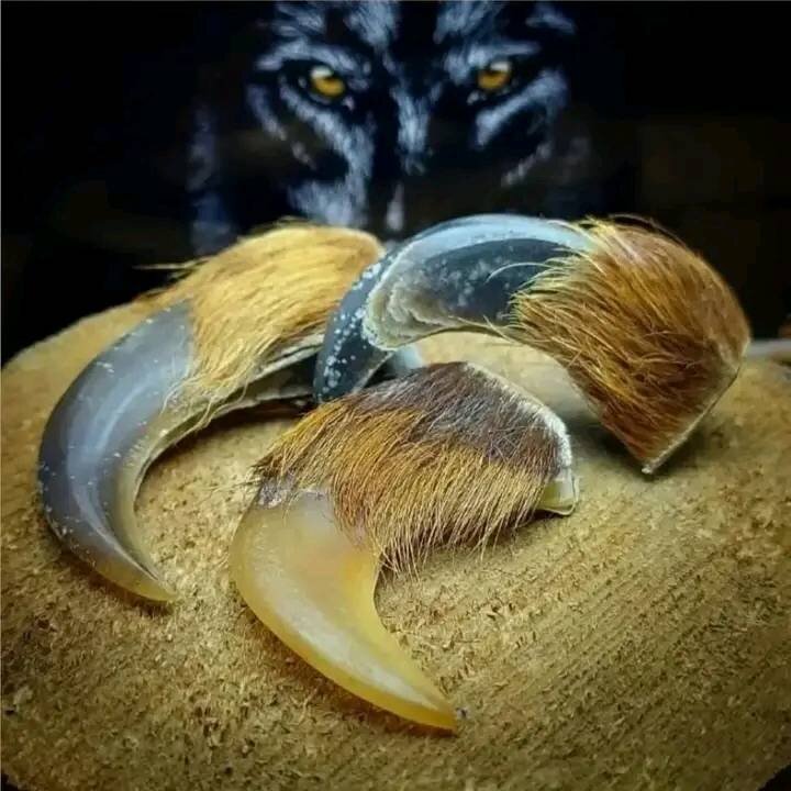 پنجه شیر آفریقایی 10 میلیون تومان ناقابل | طلب تخفیف ممنوع