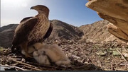 شکار لحظه غذا دادن عقاب ارتفاعات زاگرس به جوجه‌هایش + ویدئو