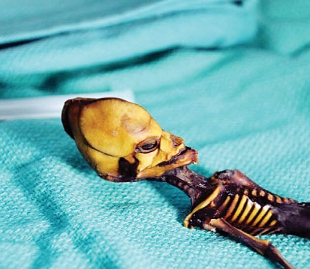 مادری که در قبر زایمان کرد | ۴ کشفعجیب باستانشناسان