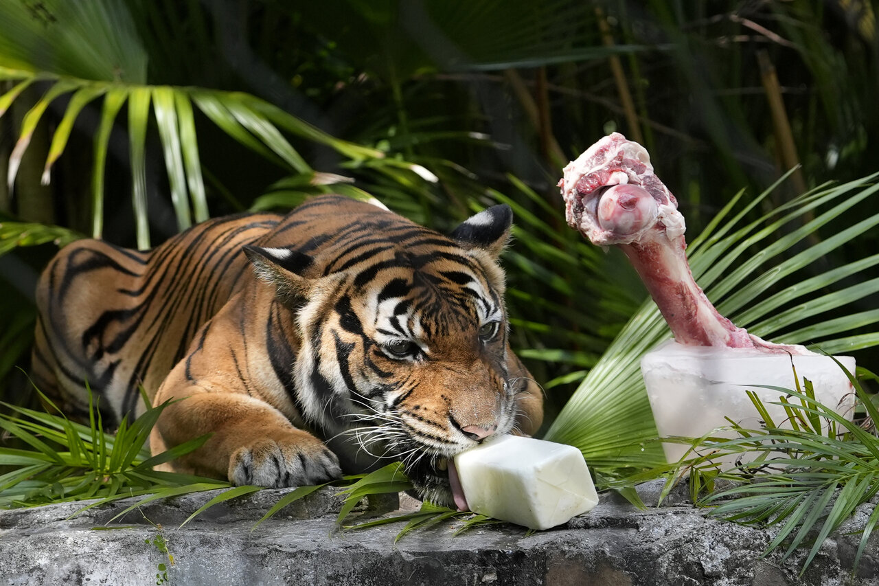 یخمکهای تابستانی | خوشگذرانی متفاوت حیوانات در هوای داغ