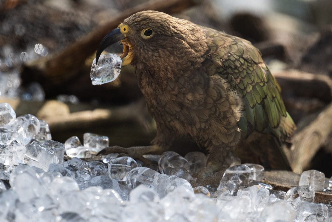 یخمکهای تابستانی | خوشگذرانی متفاوت حیوانات در هوای داغ