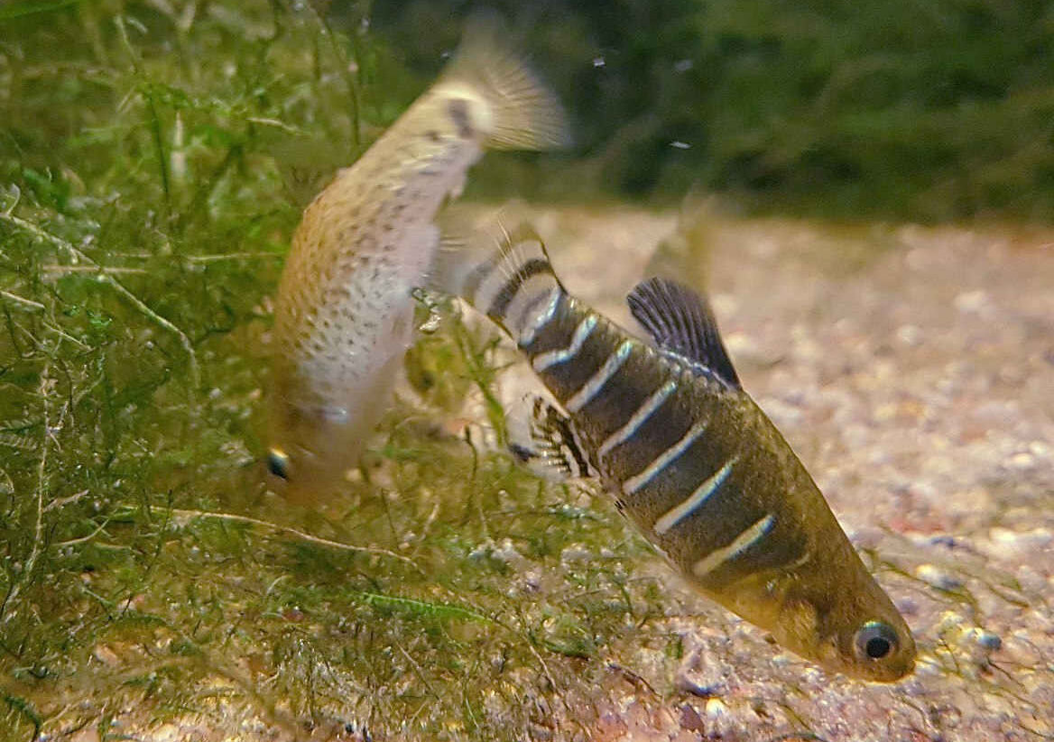 سرباز کوچک نصف جهان تسلیم مهاجمان میشود؟ | خطر انقراض در کمین مدافع سلامت مردم اصفهان