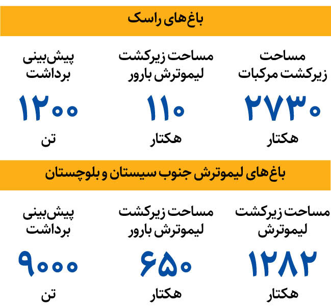 آغاز برداشت لیموترش از جنوب + اینفوگرافیک