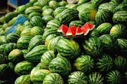 تصاویر دردناک هندوانه‌های رها شده در دشت مغان + فیلم