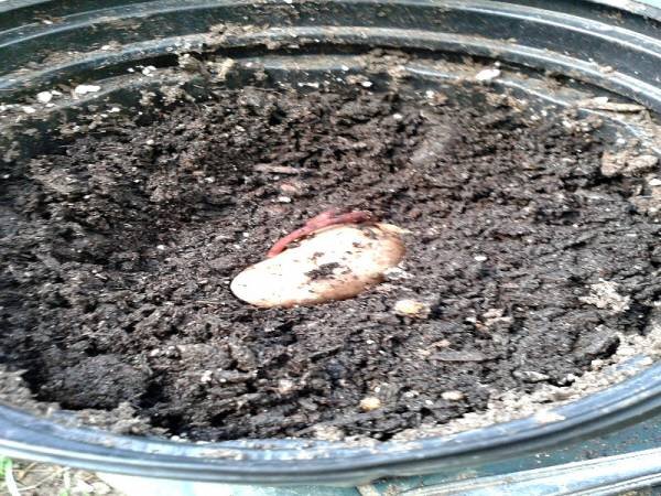 آموزش تصویری کاشت هسته انبه در گلدان مرحله به مرحله | بهترین خاک برای نگهداری درخت انبه در گلدان چیست ؟