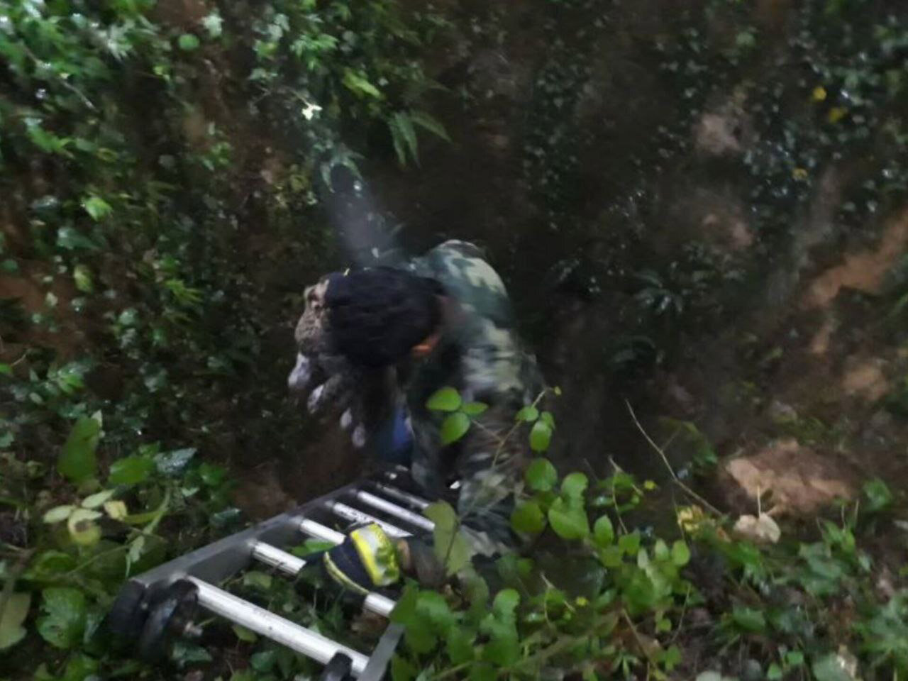 نجات یک توله پلنگ از چاه در نکا | تصاویر