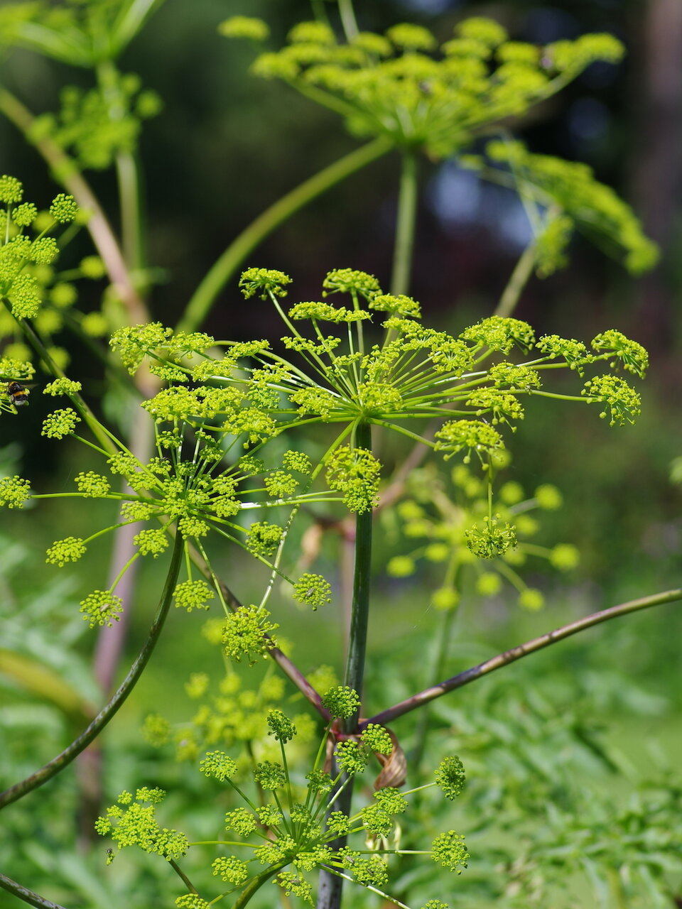 گیاهان ایرانی که بعد از گل دادن میمیرند