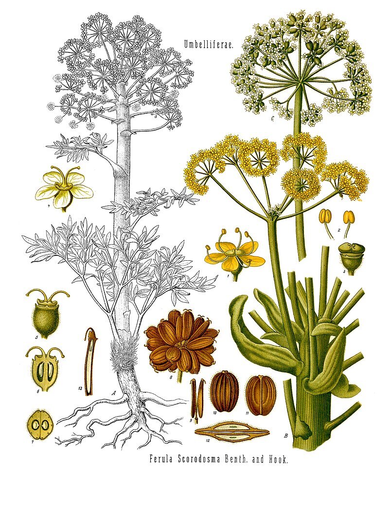 گیاهان ایرانی که بعد از گل دادن میمیرند