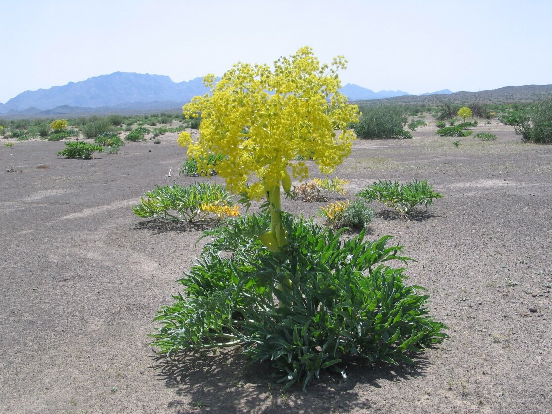 گیاهان ایرانی که بعد از گل دادن میمیرند
