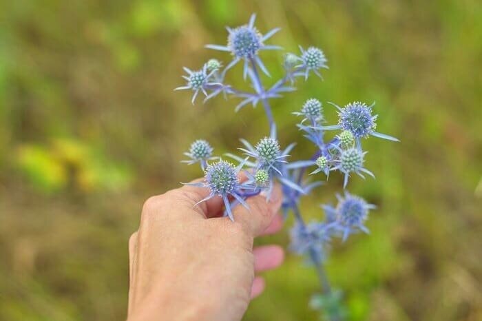 گیاهان ایرانی که بعد از گل دادن میمیرند