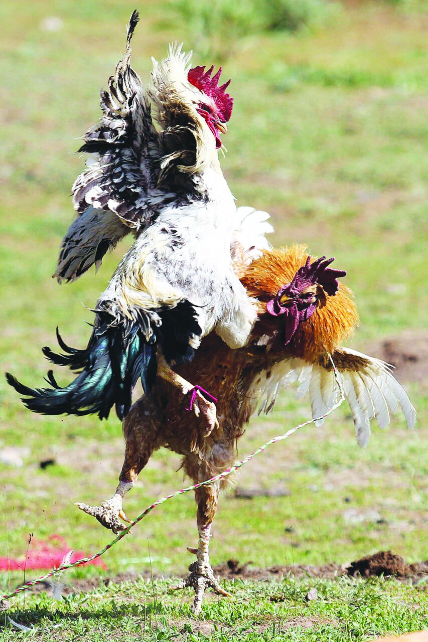 معرکههای میلیونی خروس بازان در جنوب شهر