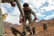 ۲ پرنده زیبای شکاری در منطقه حفاظت شده بلیران آمل رهاسازی شد | ویدئو