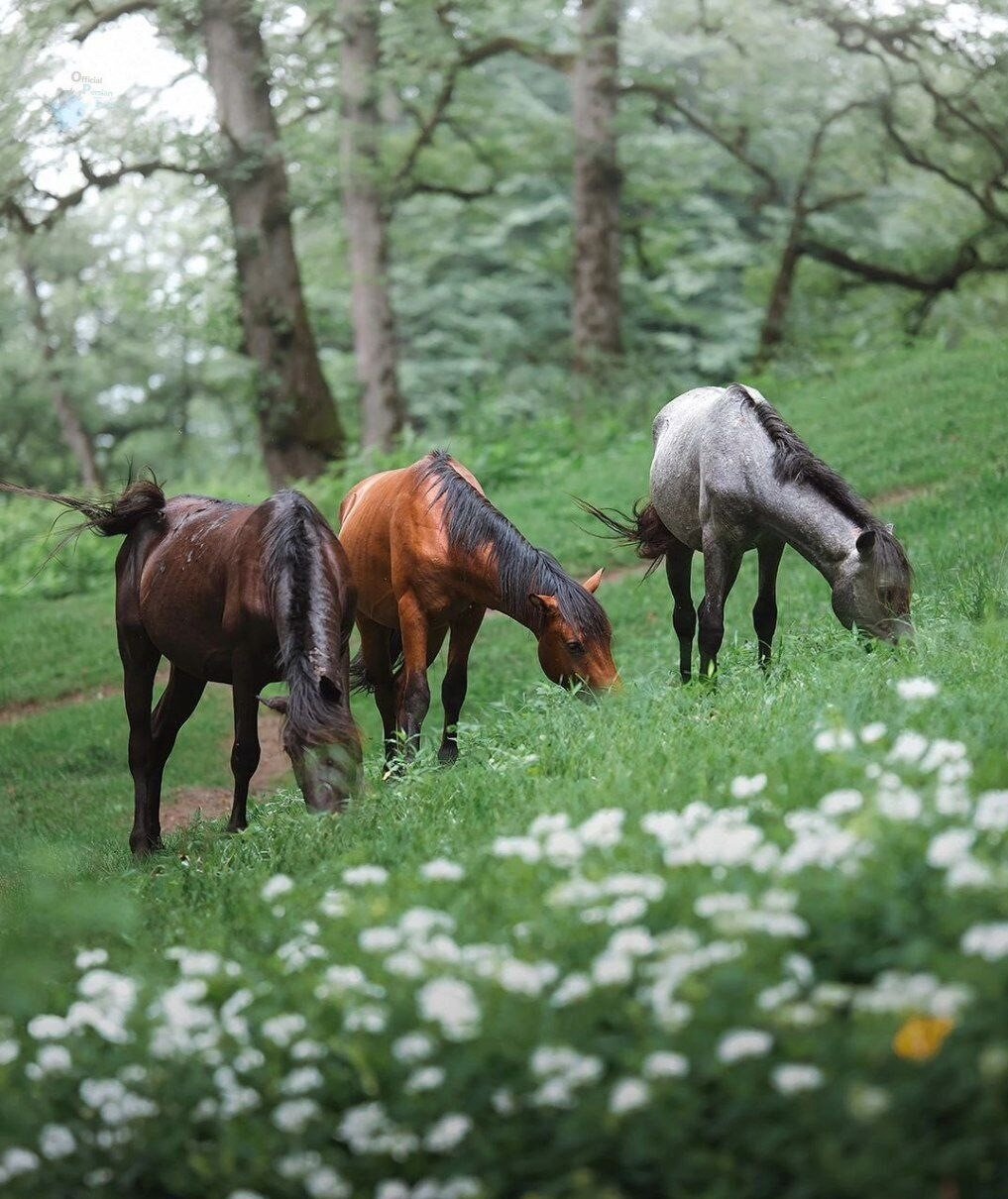 ثبت زیبایی در طبیعت مازندران | ببینید