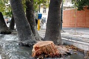 ۲ درخت خیابان ولیعصر(عج) قطع شد + ویدئو | علت قطع درختان چیست؟