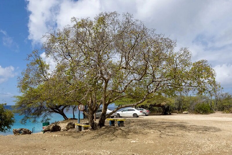 با شگفتانگیزترین درختان جهان آشنا شوید