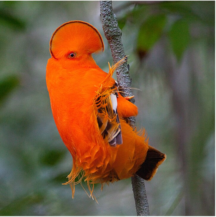 تصاویری از پرندههای فضایی!