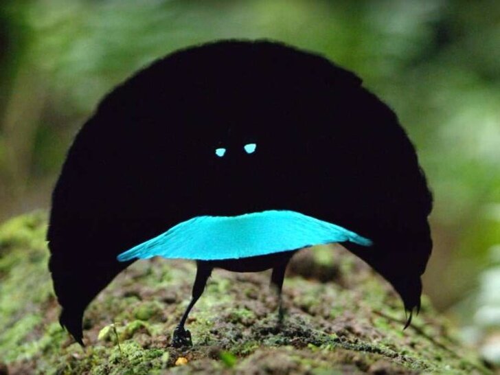 تصاویری از پرندههای فضایی!