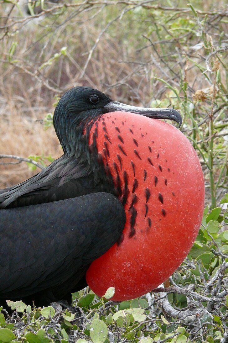 تصاویری از پرندههای فضایی!