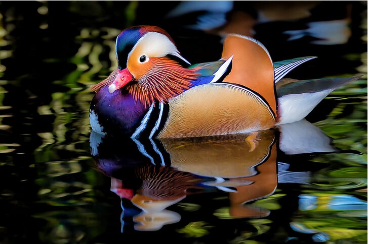 تصاویری از پرندههای فضایی!