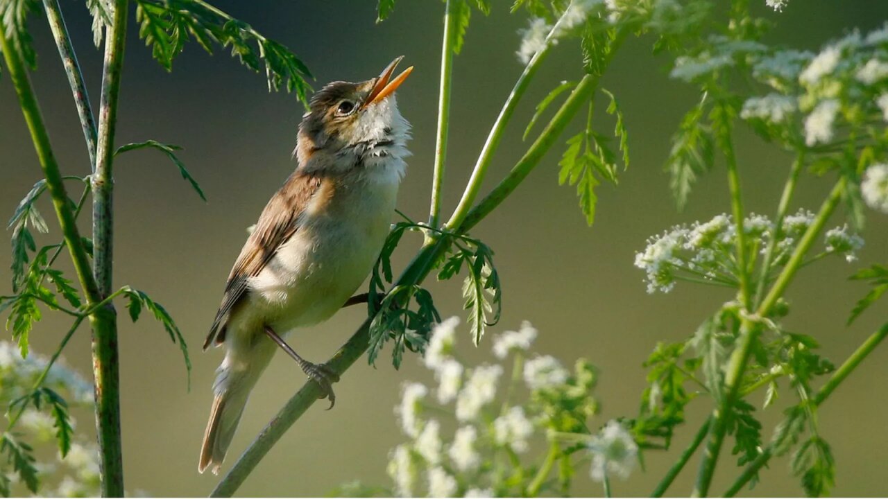 سروصدای صبحگاهی پرنده‌ها