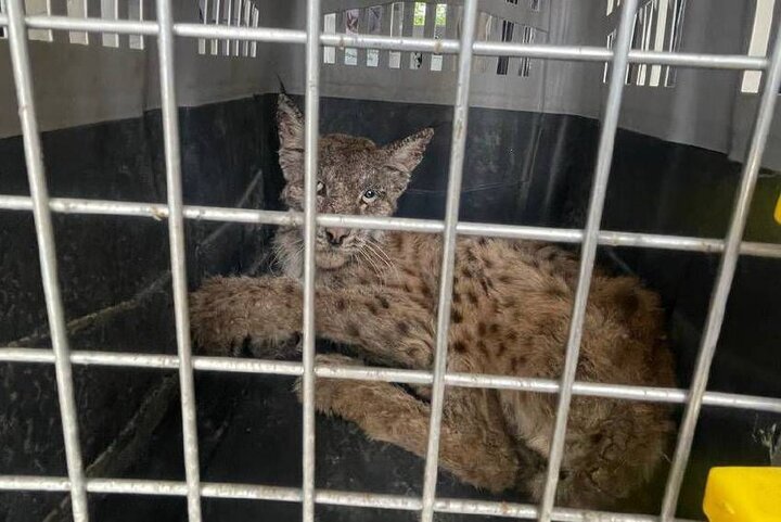 پناه بردن گربهسان وحشی بیمار به مرد روستایی | زندهگیری یک سیاهگوش + عکس