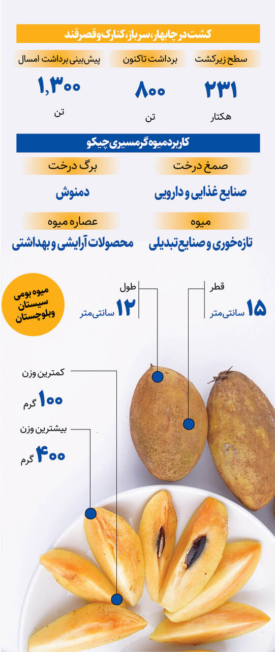 برداشت ۱۳۰۰ تن میوه چیکو در سیستان و بلوچستان + اینفوگرافیک