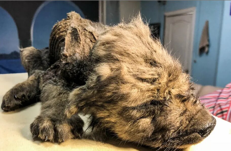 معمای توله سگ ۱۸۰۰۰ ساله سیبری