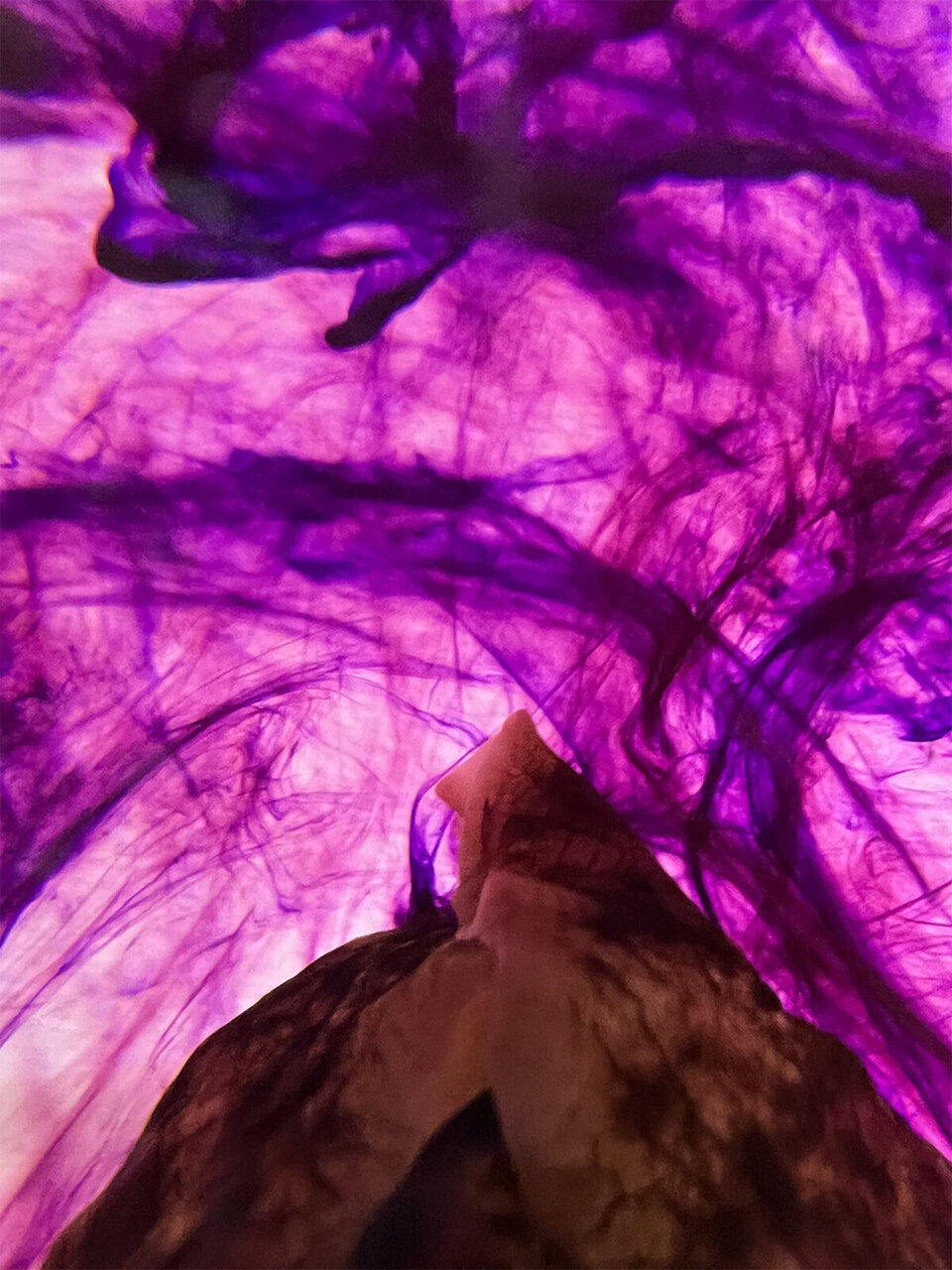 چگونه میتوان خاطرات را در مغز تغییر داد؟