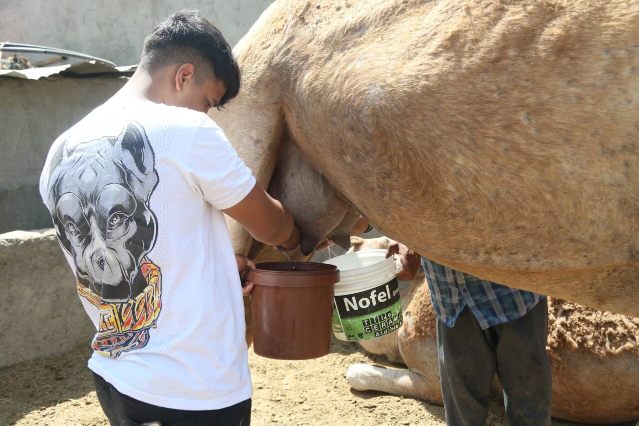 خانه عروس های صحرا عشق آباد است