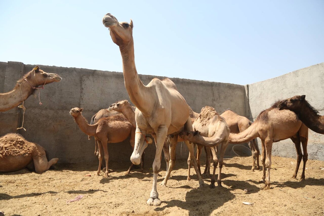 خانه عروس های صحرا عشق آباد است