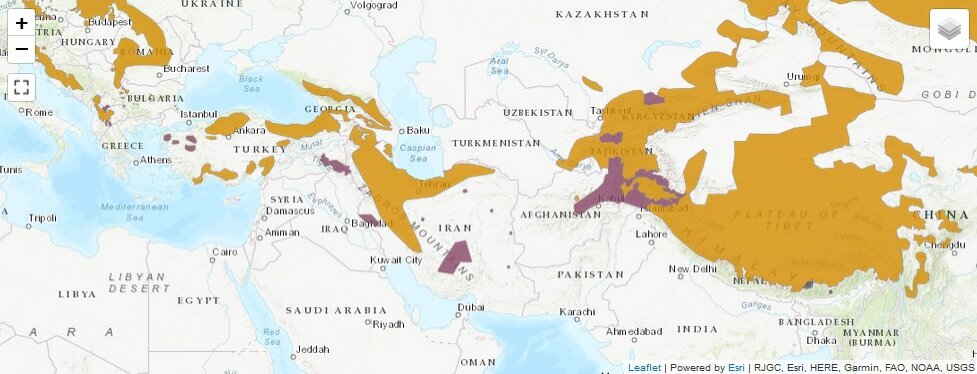 گربههای قفقازی در ایران