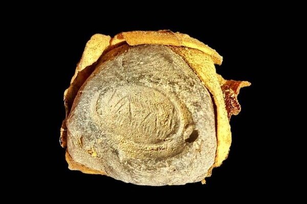 کشف باستانی کوهنورد مازندرانی + عکس | اهدای سند پارچهای عصر ساسانی به میراث فرهنگی