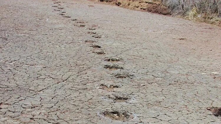 دایناسورها برای خود بزرگراه داشته‌اند!