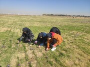 این دانش آموزان در مدرسه 20 گرم زعفران برداشت کردند | ماجرای زعفران کاری دانش آموزان اصفهانی در یک مدرسه