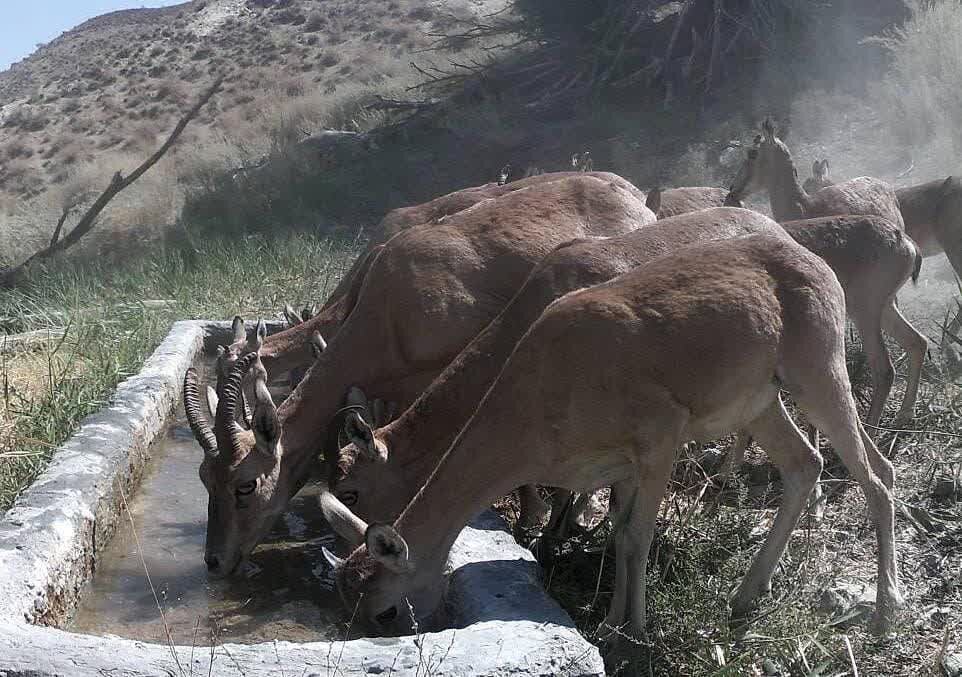 مشاهده ۲ پلنگ در کوه سفید دماوند برای نخستین بار + ویدئو