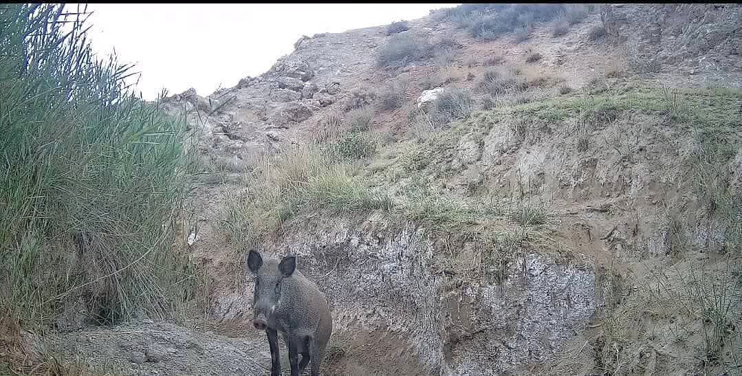 مشاهده ۲ پلنگ در کوه سفید دماوند برای نخستین بار + ویدئو