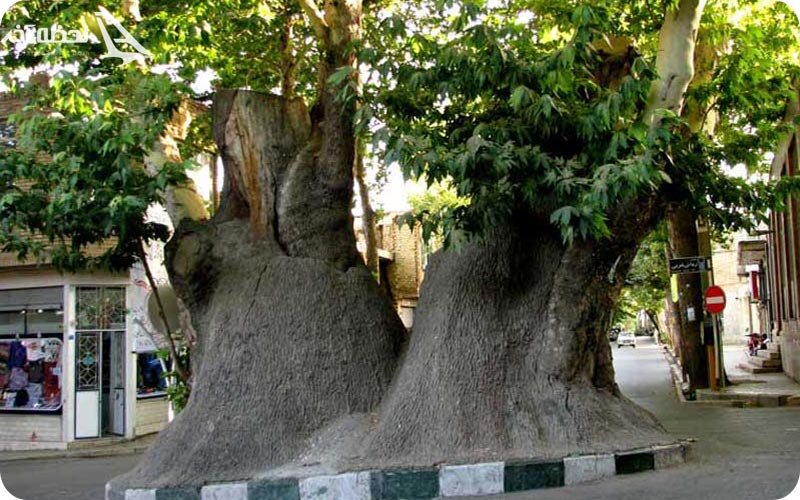 چنارهای کهنسال ایران | ببینید