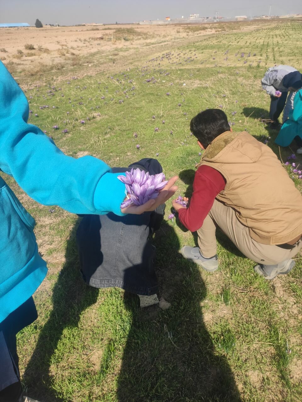 این دانش آموزان در مدرسه 20 گرم زعفران برداشت کردند | ماجرای زعفران کاری دانش آموزان اصفهانی در یک مدرسه