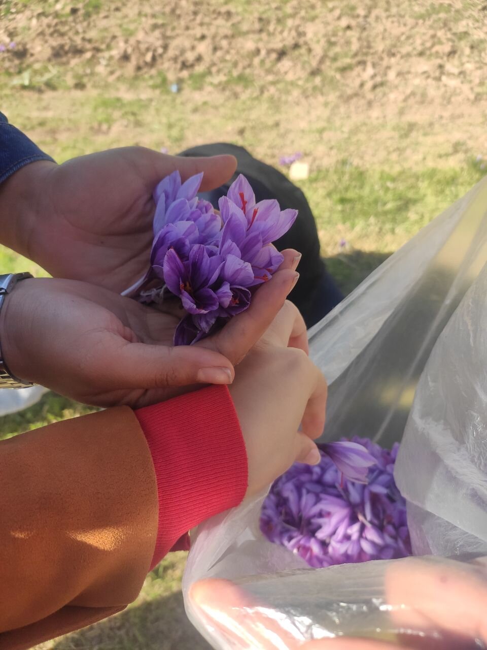 این دانش آموزان در مدرسه 20 گرم زعفران برداشت کردند | ماجرای زعفران کاری دانش آموزان اصفهانی در یک مدرسه