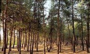 بوستان چیتگر احیا می شود