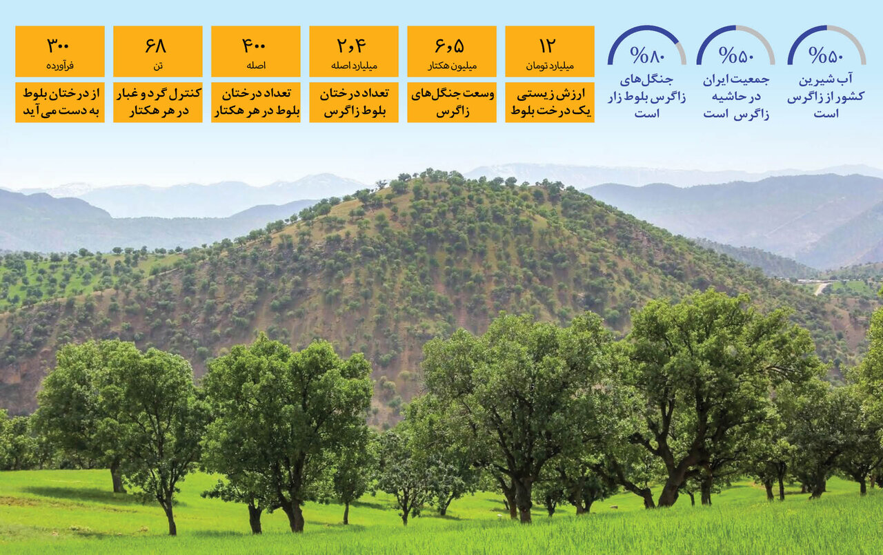 زغال درخت ۲۰۰ هزار دلاری ؛ کیلویی ۴۰۰ هزار تومان ! | آب و برق ایران مدیون زاگرس است