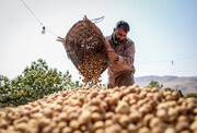 شهرت این انجیرستان ایران جهانی است + فیلم