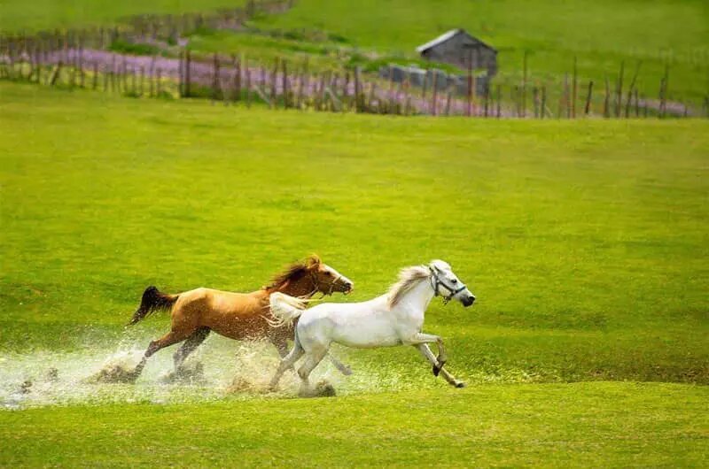 ییلاقات تالش؛ بهشت بکر و دستنخورده ایران |  بهترین گزینه برای آخرین سفر تابستانی